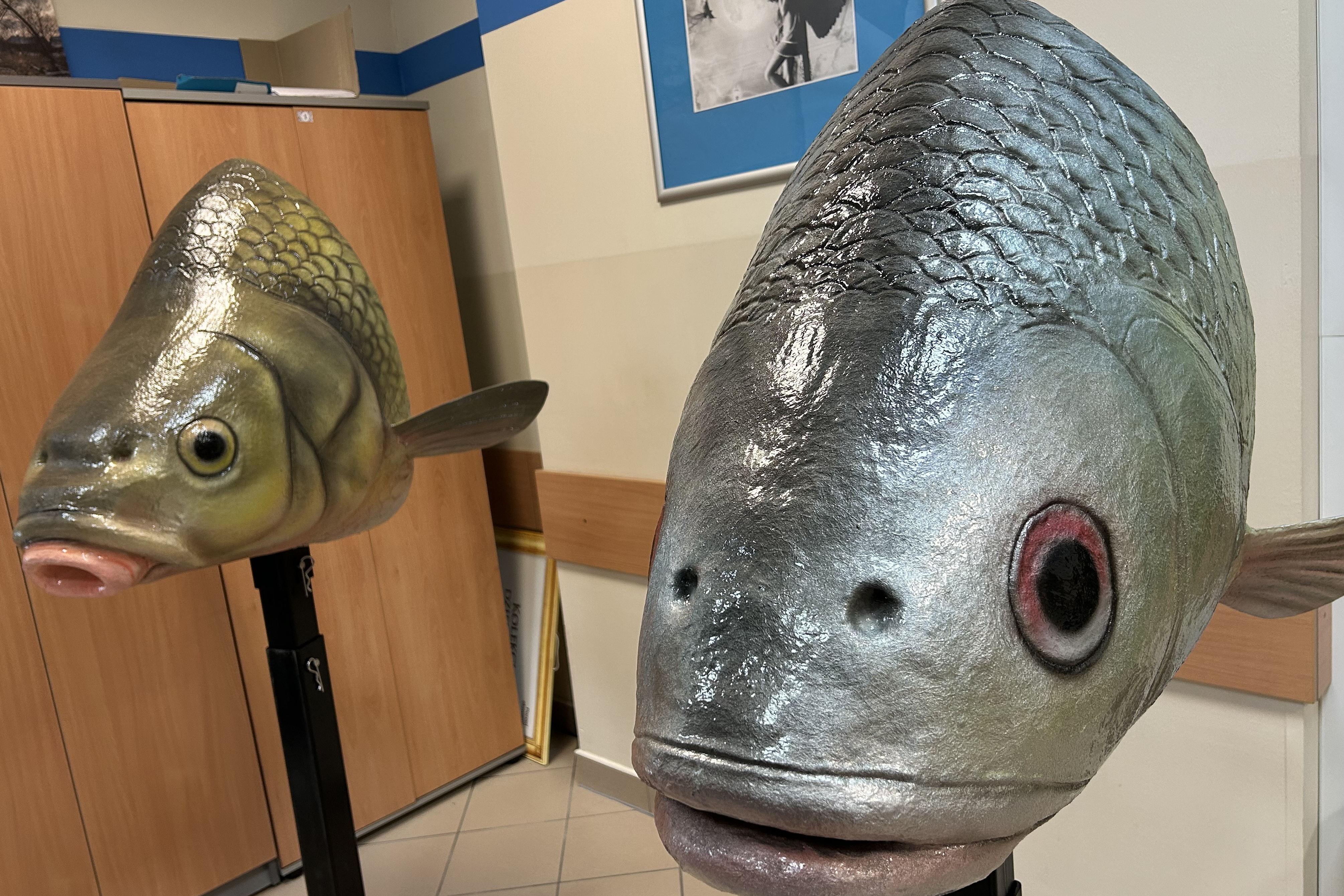 Z rybami słodkowodnymi za pan brat