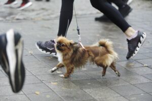 Setki osób pobiegło w Kielcach dla Niepodległej - Radio Kielce 09.11.2025. Kielce. Bieg Niepodległości / Fot. Jarosław Kubalski - Radio Kielce