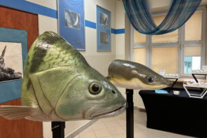 Z rybami słodkowodnymi za pan brat - Radio Kielce