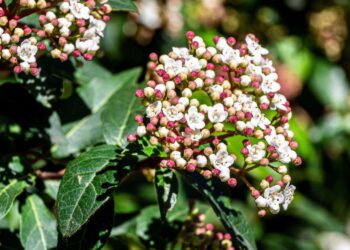 Elegancka kalina do ekologicznych ogrodów