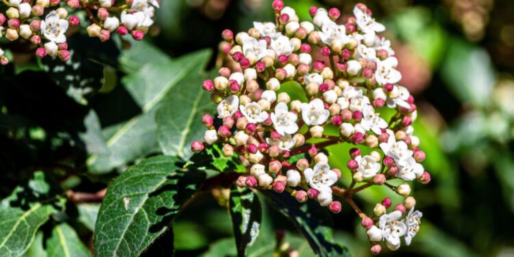 Elegancka kalina do ekologicznych ogrodów - Radio Kielce Elegancka kalina do ekologicznych ogrodów