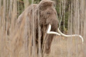 W gminie Kunów widziano mamuta - Radio Kielce Rekonstrukcja mamuta włochatego / źródło: Kamyk - Facebook