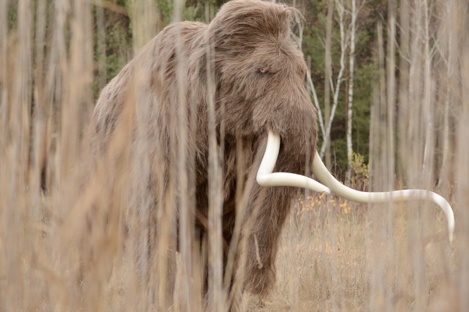 W gminie Kunów widziano mamuta