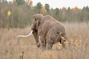 W gminie Kunów widziano mamuta - Radio Kielce Rekonstrukcja mamuta włochatego / źródło: Kamyk - Facebook