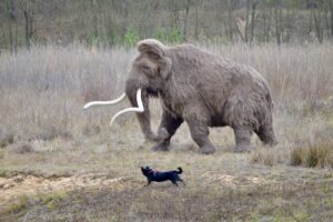 W gminie Kunów widziano mamuta - Radio Kielce W gminie Kunów widziano mamuta