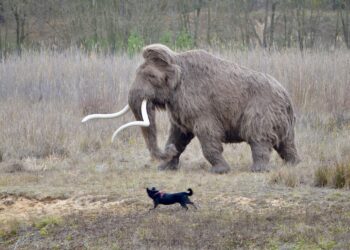 W gminie Kunów widziano mamuta - Radio Kielce W gminie Kunów widziano mamuta