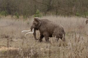 W gminie Kunów widziano mamuta - Radio Kielce Rekonstrukcja mamuta włochatego / źródło: Kamyk - Facebook