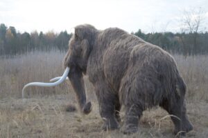 W gminie Kunów widziano mamuta - Radio Kielce Rekonstrukcja mamuta włochatego / źródło: Kamyk - Facebook