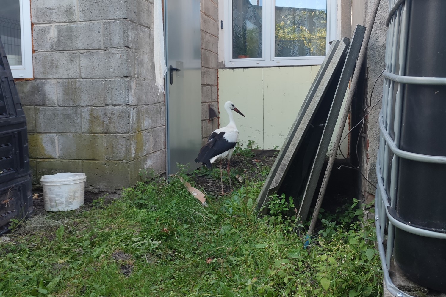 Służby leśne skuteczne w ratowaniu poranionych zwierząt - Radio Kielce Fot. Marek Bomba