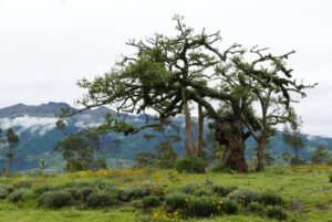 Muzyczne podróże przez świat. Ekwador w cieniu wulkanów - Radio Kielce Muzyczne podróże przez świat. Ekwador / Fot. Danuta Rasała
