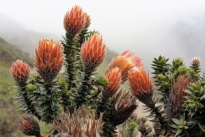 Muzyczne podróże przez świat. Ekwador w cieniu wulkanów - Radio Kielce Muzyczne podróże przez świat. Ekwador / Fot. Danuta Rasała