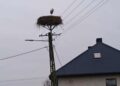 Samotny bocian z Wiślicy przetrwał zimę. Teraz… zniknął bez pożegnania - Radio Kielce Samotny bocian zimuje w Wiślicy / Fot. Jarosław Kruk