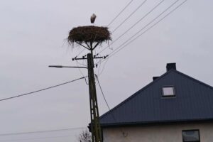 Samotny bocian zimuje w Wiślicy / Fot. Jarosław Kruk