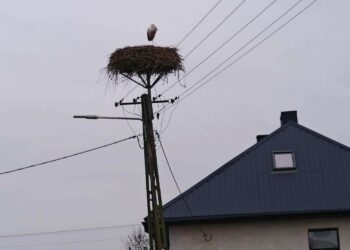 Samotny bocian z Wiślicy przetrwał zimę. Teraz… zniknął bez pożegnania - Radio Kielce Samotny bocian zimuje w Wiślicy / Fot. Jarosław Kruk