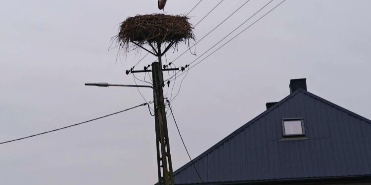 Samotny bocian z Wiślicy przetrwał zimę. Teraz… zniknął bez pożegnania - Radio Kielce Samotny bocian zimuje w Wiślicy / Fot. Jarosław Kruk