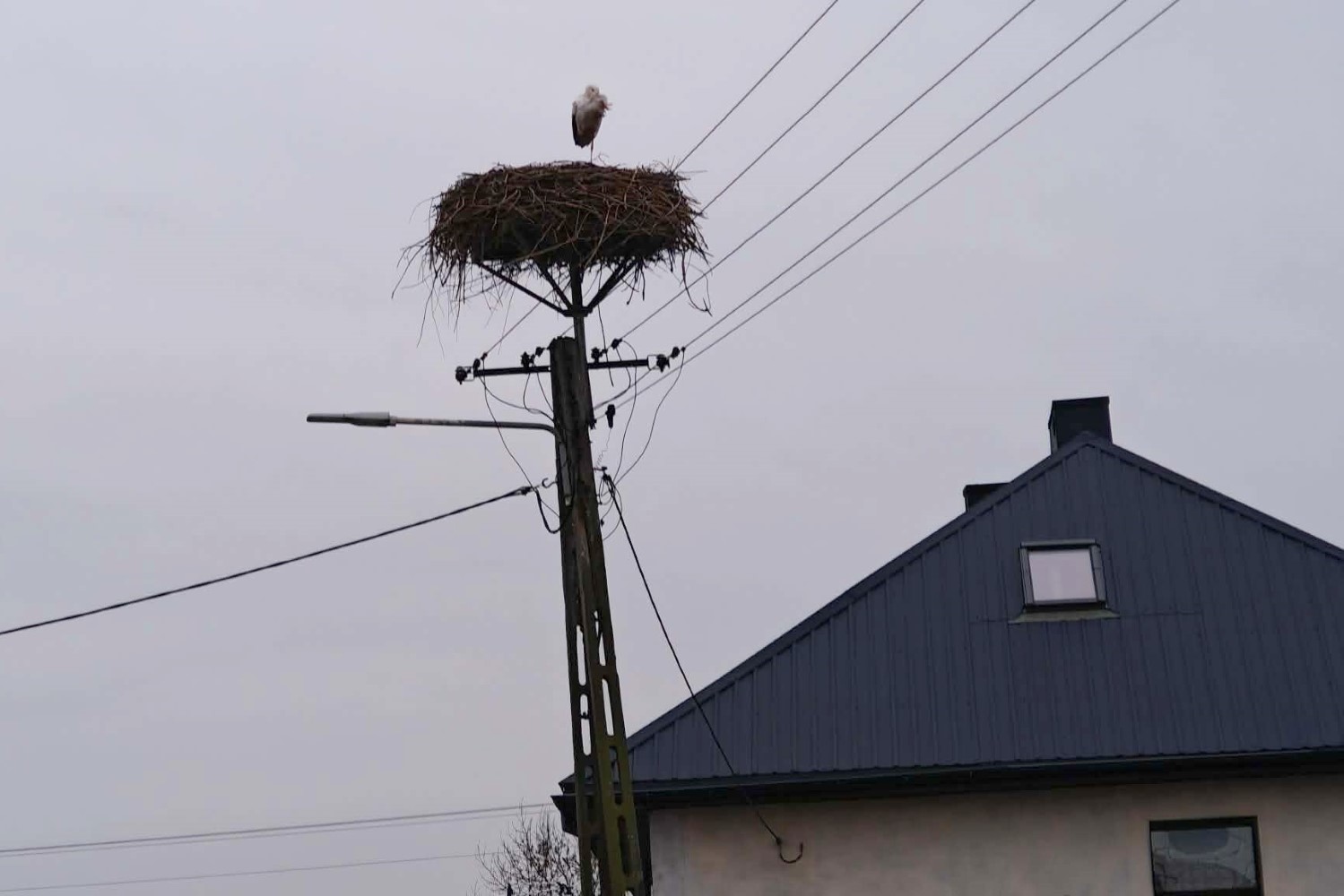 Samotny bocian zimuje w Wiślicy