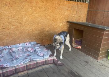 Sandomierz. Schronisko dla psów / Fot. Grażyna Szlęzak-Wójcik - Radio Kielce