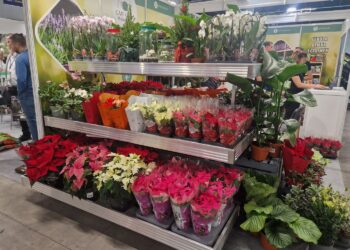 Gwiazda betlejemska wciąż na topie dekoracji świątecznych - Radio Kielce Fot. Marzena Smoręda