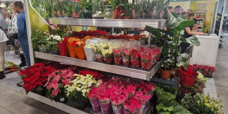 Gwiazda betlejemska wciąż na topie dekoracji świątecznych - Radio Kielce Fot. Marzena Smoręda