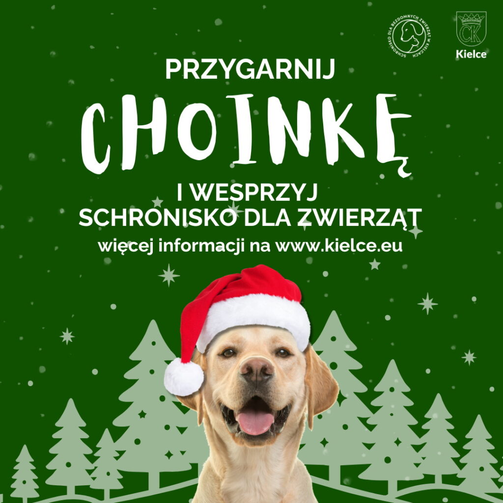 Wypożycz choinkę na święta i wesprzyj schronisko - Radio Kielce Wypożycz choinkę na święta i wesprzyj schronisko - Radio Kielce