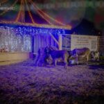 Ostrowiec Świętokrzyski. Żywa szopka przy Domu Ulgi w Cierpieniu / Fot. Akcja Katolicka Diecezji Sandomierskiej - Facebook