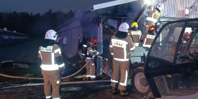 Pożar kurnika w Woli Morawickiej. W hali 19 tysięcy kurcząt - Radio Kielce Pożar kurnika w Woli Morawickiej. W hali 19 tysięcy kurcząt