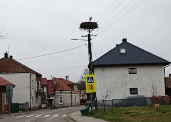 Samotny bocian zimuje w Wiślicy