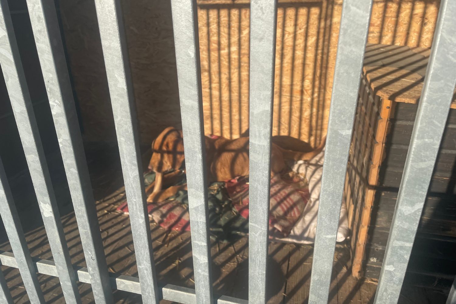 Psy w sandomierskim schronisku czekają na wsparcie