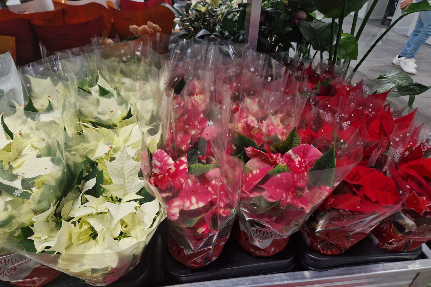 Gwiazda betlejemska wciąż na topie dekoracji świątecznych - Radio Kielce Fot. Marzena Smoręda