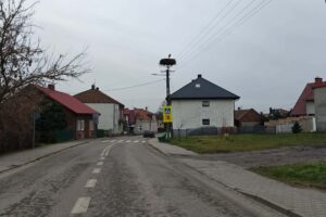 Samotny bocian zimuje w Wiślicy / Fot. Jarosław Kruk