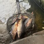 Gospodarstwo rybackie w Osieku-Zawidzy / Fot. Grażyna Szlęzak-Wójcik - Radio Kielce