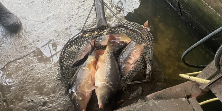 Sezon na karpia - Radio Kielce Gospodarstwo rybackie w Osieku-Zawidzy / Fot. Grażyna Szlęzak-Wójcik - Radio Kielce