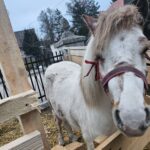 Świąteczna magia w Szańcu - powrót żywej szopki i nowa aranżacja neapolitańska - Radio Kielce Szopki w Szańcu / Fot. ks. Marek Tazbir