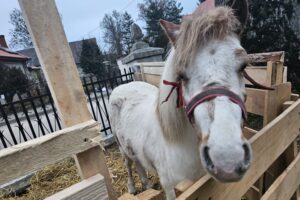 Szopki w Szańcu / Fot. ks. Marek Tazbir