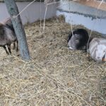 Świąteczna magia w Szańcu - powrót żywej szopki i nowa aranżacja neapolitańska - Radio Kielce Szopki w Szańcu / Fot. ks. Marek Tazbir