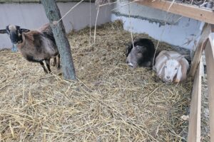 Szopki w Szańcu / Fot. ks. Marek Tazbir