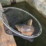 Karp / Fot. Marcin Marszałek - Radio Kielce