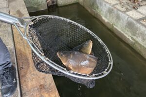 Karp / Fot. Marcin Marszałek - Radio Kielce