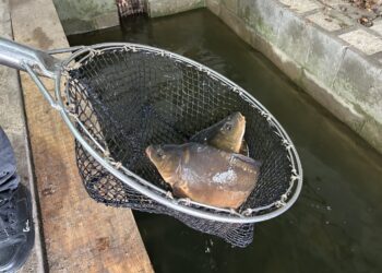 Karp / Fot. Marcin Marszałek - Radio Kielce