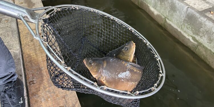 Karp / Fot. Marcin Marszałek - Radio Kielce