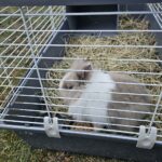 Świąteczna magia w Szańcu - powrót żywej szopki i nowa aranżacja neapolitańska - Radio Kielce Szopki w Szańcu / Fot. ks. Marek Tazbir