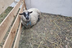 Szopki w Szańcu / Fot. ks. Marek Tazbir