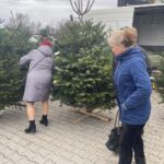 20.12.2025. Sandomierz. Choinka / Fot. Grażyna Szlęzak-Wójcik - Radio Kielce
