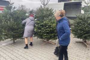 20.12.2025. Sandomierz. Choinka / Fot. Grażyna Szlęzak-Wójcik - Radio Kielce