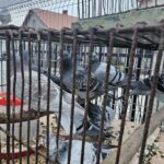 Świąteczna magia w Szańcu - powrót żywej szopki i nowa aranżacja neapolitańska - Radio Kielce Szopki w Szańcu / Fot. ks. Marek Tazbir