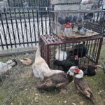 Świąteczna magia w Szańcu - powrót żywej szopki i nowa aranżacja neapolitańska - Radio Kielce Szopki w Szańcu / Fot. ks. Marek Tazbir