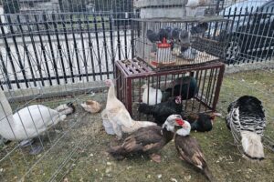 Szopki w Szańcu / Fot. ks. Marek Tazbir