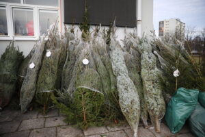 17.12.2025. Kielce. Akcja „Choinka dla życia” / Fot. Wiktor Taszłow - Radio Kielce