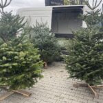 20.12.2025. Sandomierz. Choinka / Fot. Grażyna Szlęzak-Wójcik - Radio Kielce