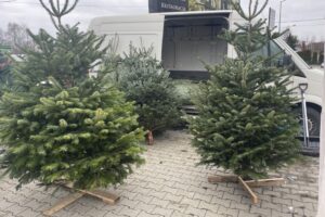 20.12.2025. Sandomierz. Choinka / Fot. Grażyna Szlęzak-Wójcik - Radio Kielce